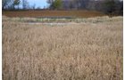 Property photo 18 - 80 Acres & Home - Property Offered in 4 Tracts from 2.3 to 30.0 Acres
